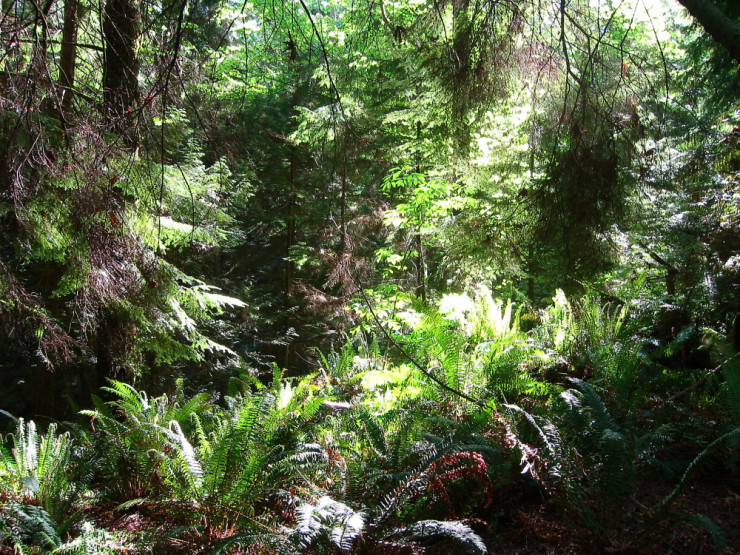 Lush temperate rainforest surrounds Vancouver