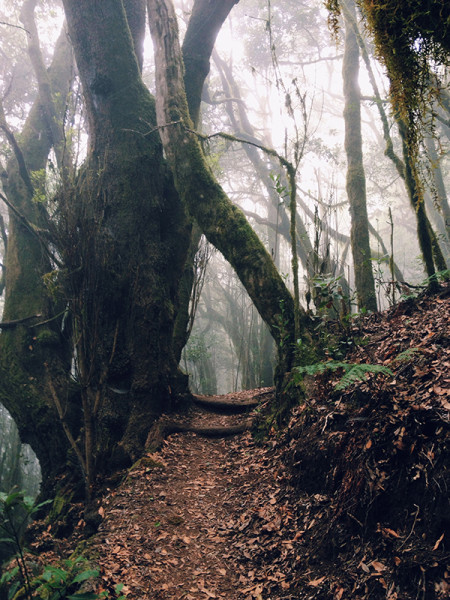 la gomera cloud forest trail