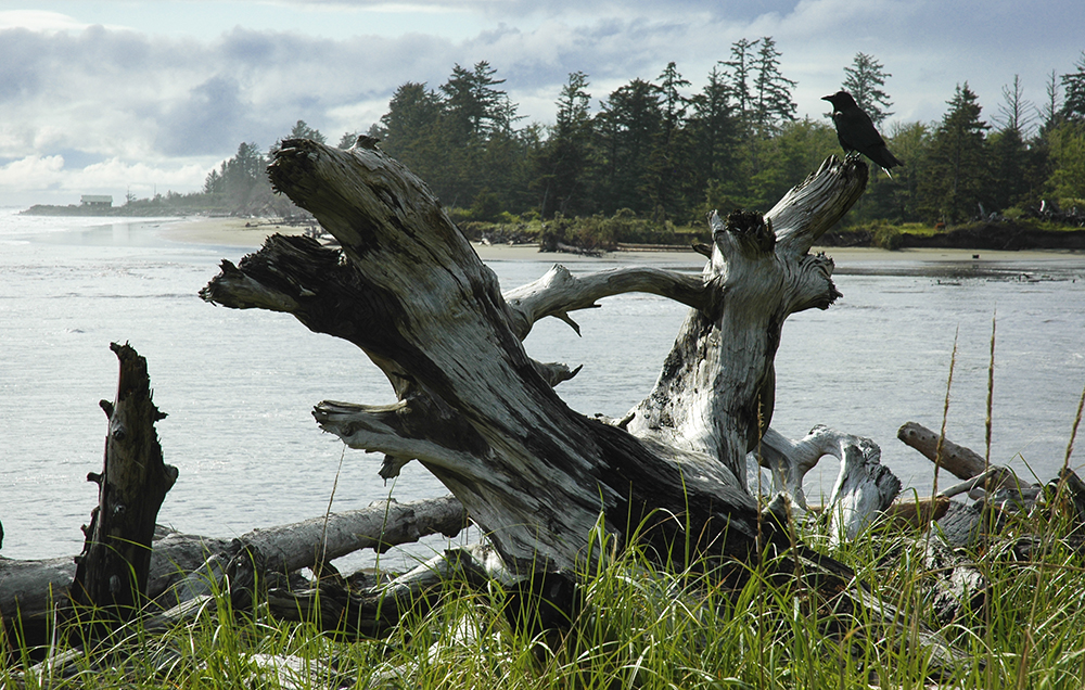 crow_on_driftwood
