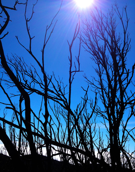 la gomera forest fire