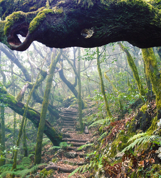 la gomera laurisilva forest