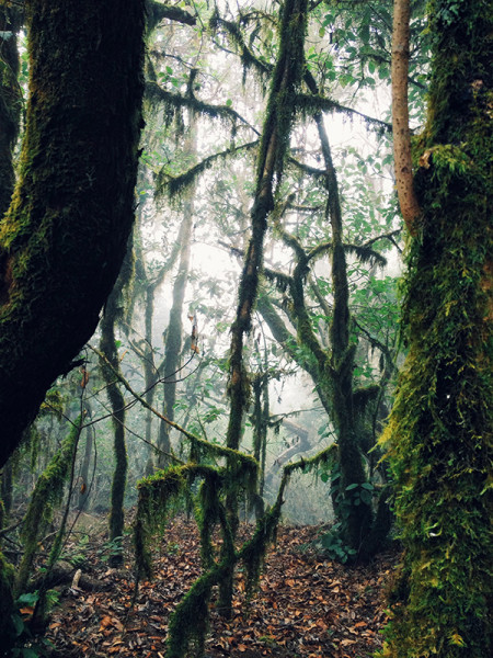rain forest la gomera