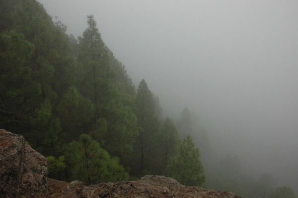 cloud mountain forest