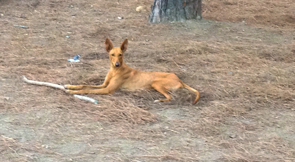 podenco canario canary islands hound
