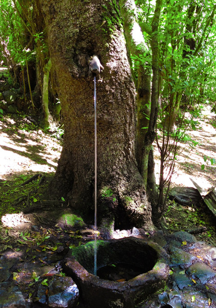tree water la gomera
