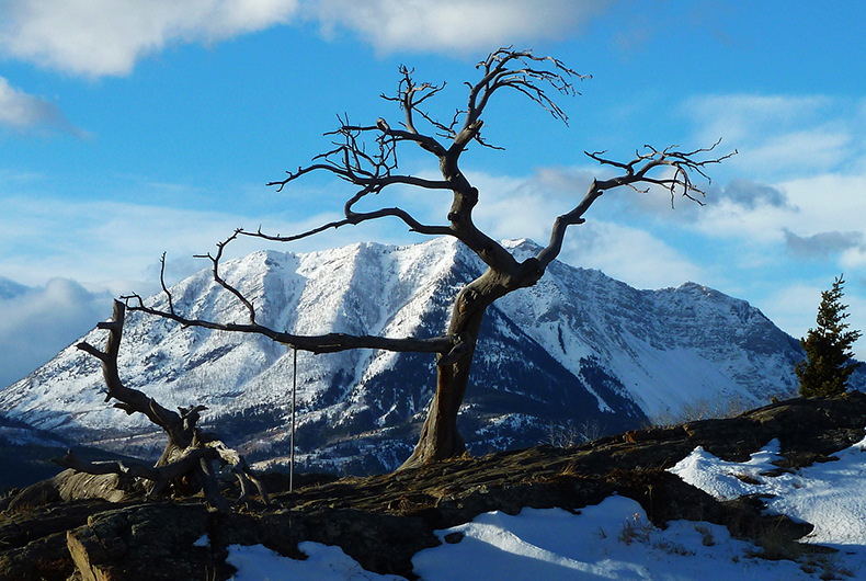 BURMIS TREE, ALBERTA (CANADA)